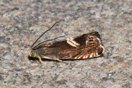 Réf. 256 552 : Grapholita discretana